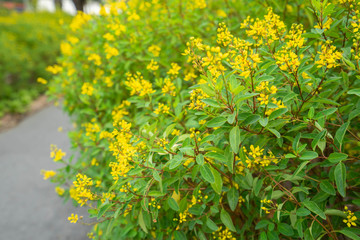Backgounds Textures Yellow flower and Green leaves Autumn