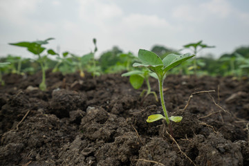 Backgrounds Textures Concept seedling are growing in the soil Tree plan