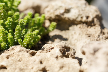beautiful landscaped plants near the stones