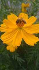 yellow flowers in garden