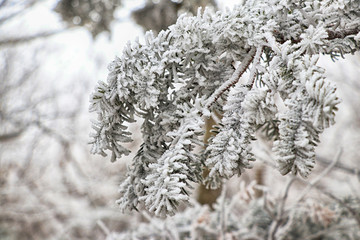 제주도 한라산 1100고지 설경 눈꽃