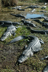 Gators Of Leisure