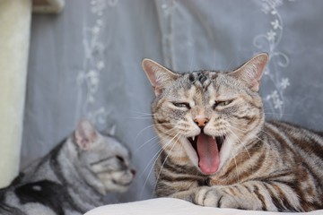 変顔であくびする猫アメリカンショートヘアー