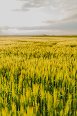 Agricultural Growth -Various Fields - Agriculture Farming Field