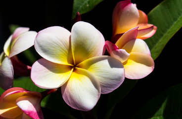Fototapeta na wymiar Frangipani flower