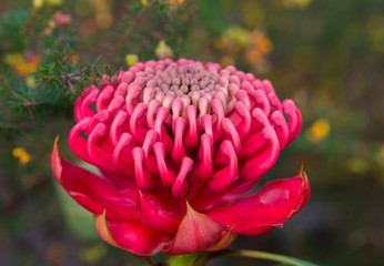 Waratah flower, Muogamarra Nature Reserve Australia