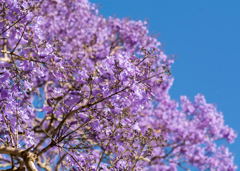 Jacaranda tree, Sydney Australia