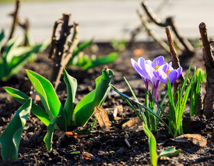 Spring nature background with flowering violet crocus in early spring. Plural crocuses in the garden with sunlight.	