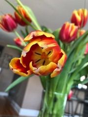 Tulip bloom opened wide