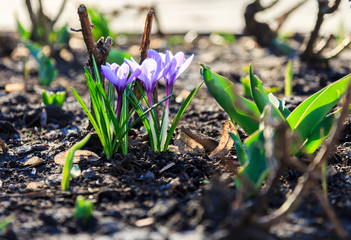 Spring nature background with flowering violet crocus in early spring. Plural crocuses in the garden with sunlight.	