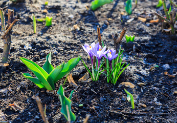  Flowering violet crocus in early spring. Plural crocuses in the garden with sunlight. Spring nature background. Close up	