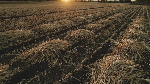 Drone footage of dry corn fields because of the drought problem in the agriculture in Chile