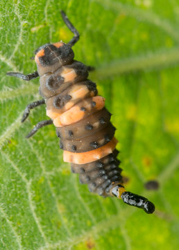 Raupenkot Bilder Durchsuchen 287 Archivfotos, und