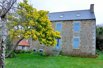 Obraz premium Beautiful mimosa tree in a garden . Brittany France