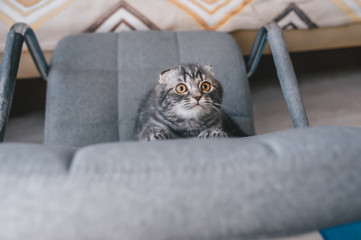 Kitten in a playful mood, got focused on something.