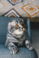 Beautiful scottish fold kitten sits on a chair. Closeup portrait