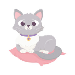 cute domestic cat resting in cushion, pets