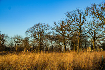 Field of tall grasses in the late day sun.
