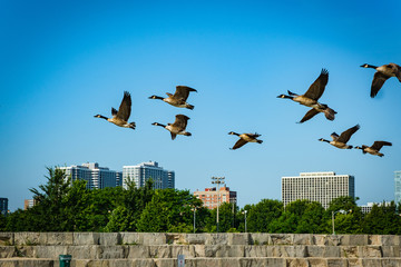 A flock Canada Geese framed against a blue sky, flying toward camera left