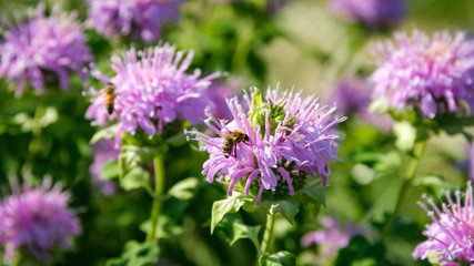 Close up of purple Eastern Bee Balm in a nature preserve, with a honey bee collecting pollen