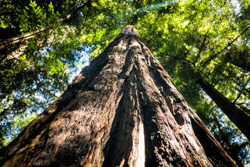 Tall redwood sequoia tree rising up into forest canopy in west coast California woods