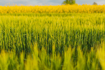 Fototapeta na wymiar Agricultural Growth -Various Fields - Agriculture Farming Field