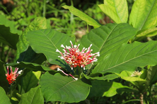 Bunch of flowers and leaves of Indian Snake Root or another name Serpent wood, Rauvolfia serpentina or Rauwolfia tree in nature, Thailand.
