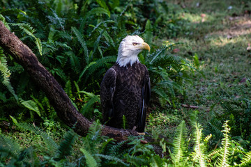 Bald eagle