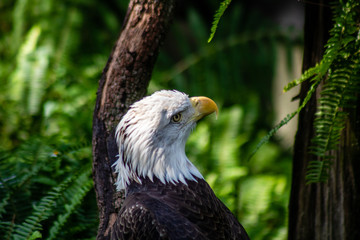 Bald eagle