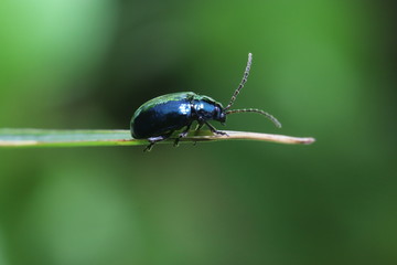 Small insect on the grass