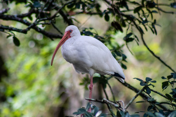 White ibis