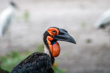 Hornbill