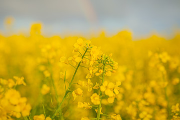 Obraz premium Agricultural Growth -Various Fields - Agriculture Farming Field
