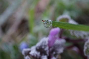 morning dew