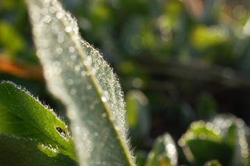 morning dew