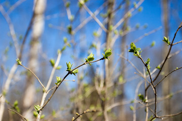 branch of a tree in spring