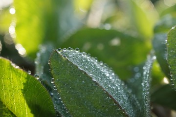 morning dew