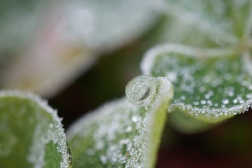morning dew