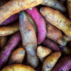 potato from chiloe