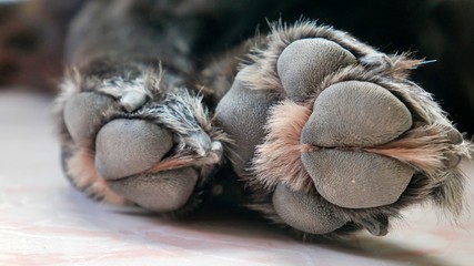 black dog paw close up on marble ground