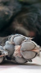 black dog paw close up on marble ground