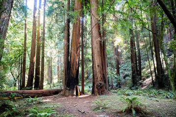 Tall redwood sequoia trees in fern forest on earth day showing climate change with carbon capture