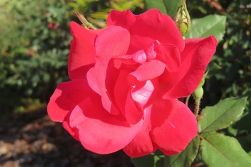 Beautiful pink rose flower in the garden, closeup