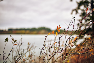 Twigs and Foliage in Autumn Color on a Cloudy Day near the Ocean on Vancouver Island