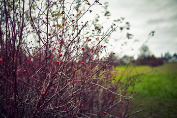 Christmas Berries and Twigs Grown at an outdoor park on an Overcast Day in Winter