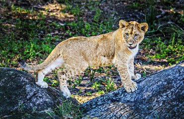 Lion cub
