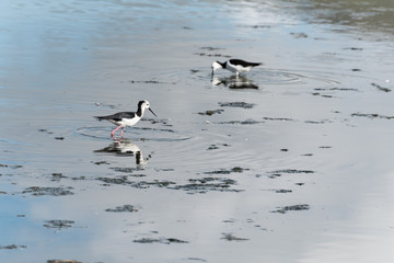 Pied stilts feeding in the shallows of Hawksbury Lagoon Wildlife Refuge, Waikouaiti, Otago, New Zealand.
