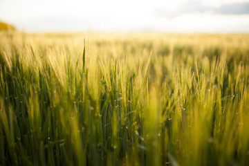 Agricultural Growth -Various Fields - Agriculture Farming Field