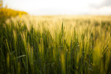 Agricultural Growth -Various Fields - Agriculture Farming Field