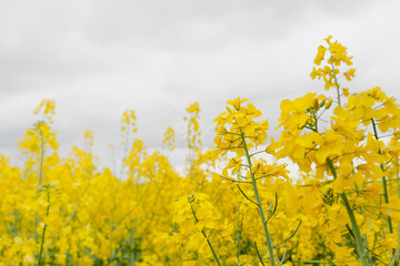 Agricultural Growth -Various Fields - Agriculture Farming Field